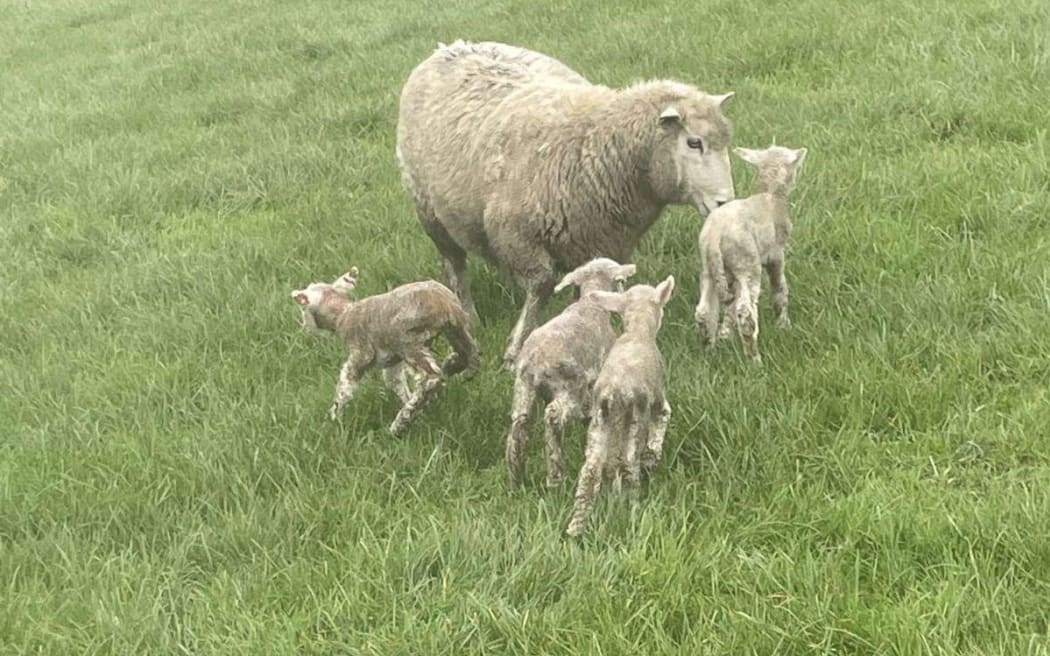 A ewe and lambs in Southland.