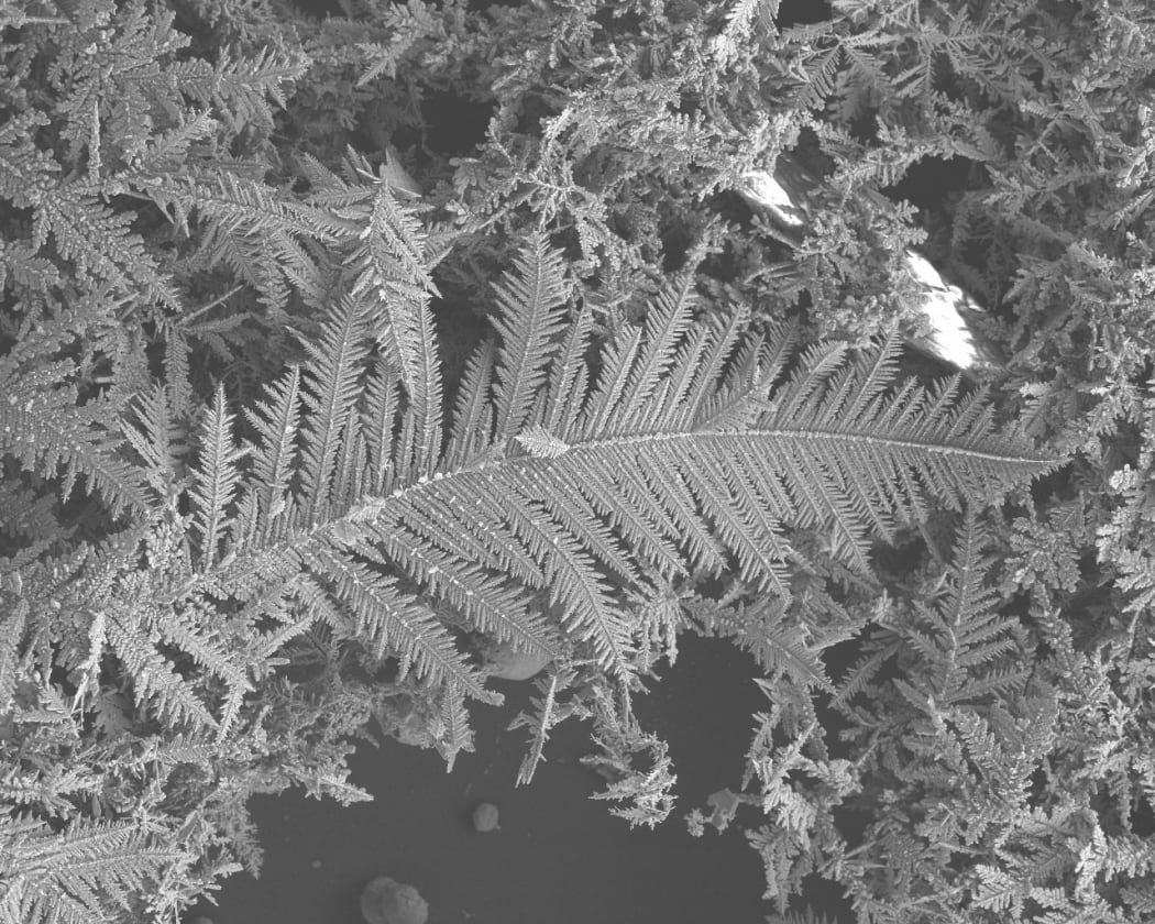 Silver nanowires created by Leo, image taken with a Scanning Electron Microscope (SEM)
