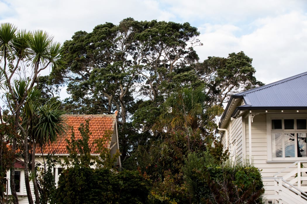Auckland Council admitted human error likely resulted in the pohutukawa being left off the list.