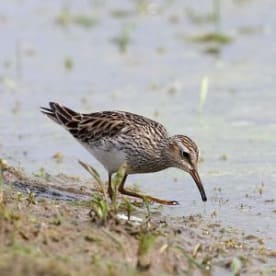 Photo for Pectoral sandpiper