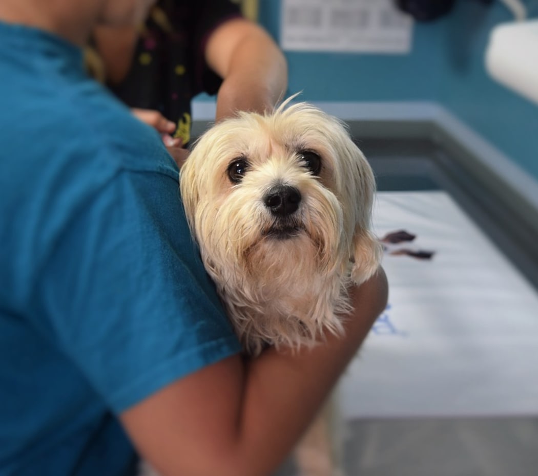 Vets are being asked to put down healthy pets.