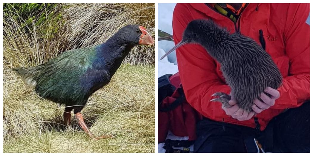 Takahē and Rowi kiwi have been named the Department of Conservation's best breeding species of 2019.