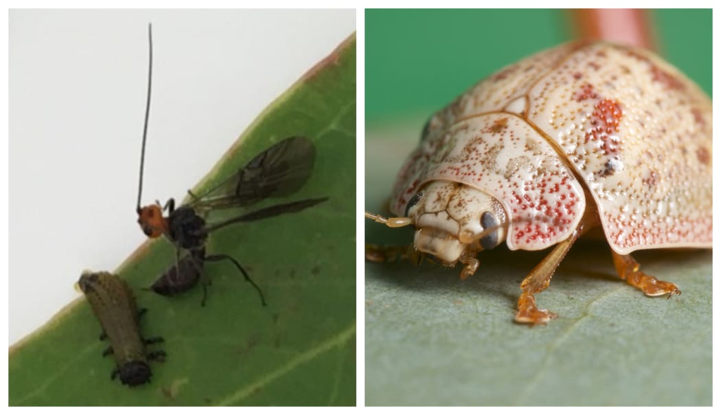 Eadya daenerys wasp  (left) and the Australian eucalyptus tortoise beetle.