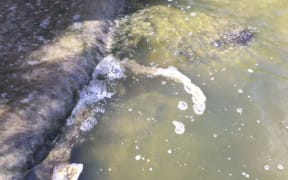 The video's narrator describes toilet paper and "raw sewage" flowing from a wastewater treatment plant into the Mangaore Stream.