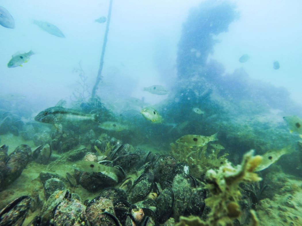 A previously restored mussel reef near Waiheke Island