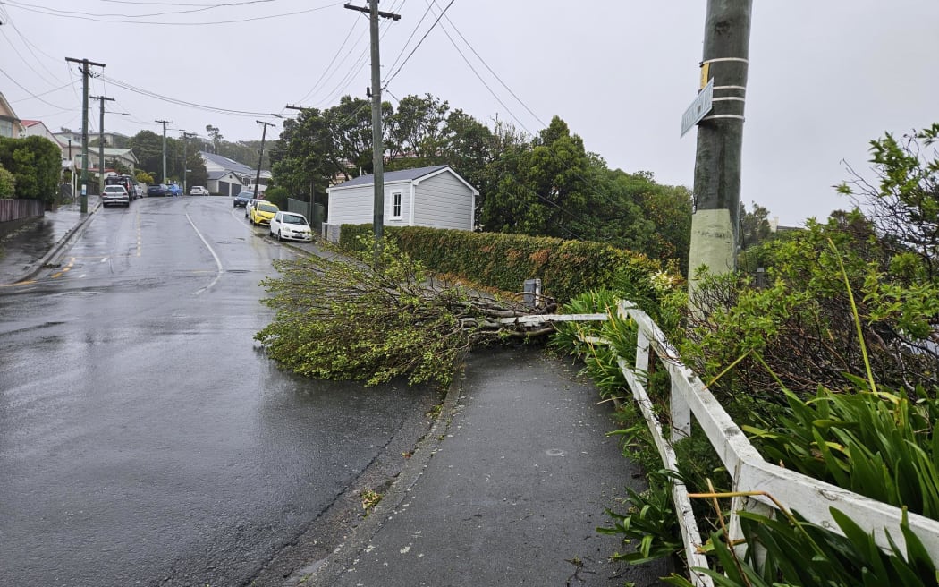 Trees blown down in the Wellington suburb of Brooklyn.