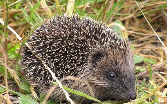 A hedgehog in Karori, Wellington