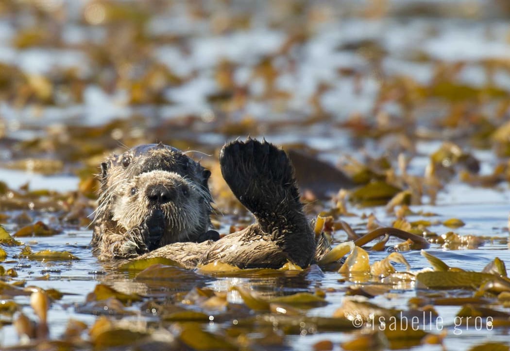 sea otters