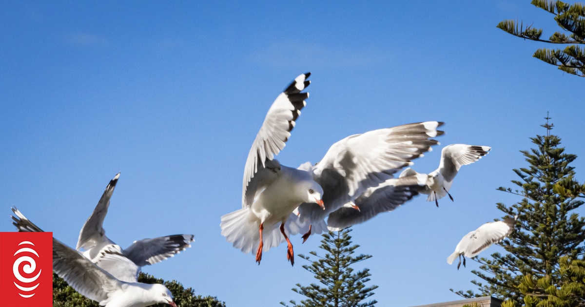 Las gaviotas son «carismáticas» y no «criminales», dicen los científicos