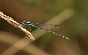 Austrolestes colensonis (Blue damselfly) at Dunedin, New Zealand