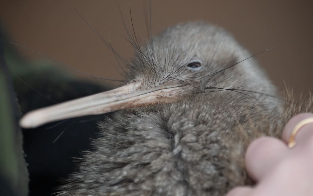 Save the Kiwi