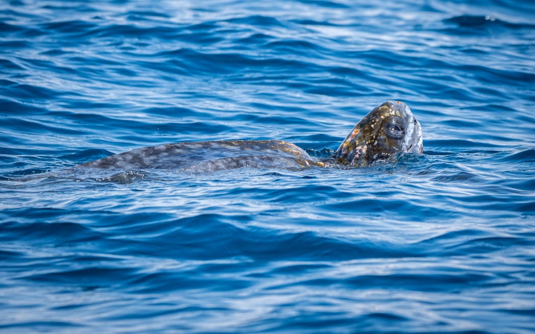 A leatherback turtle.