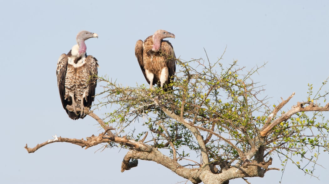 A sky burial involves exposing the dismembered corpse to scavenging vultures.