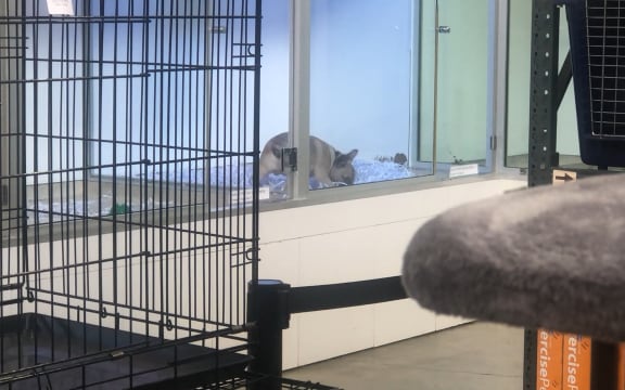 A puppy in an enclosure at a pet store.