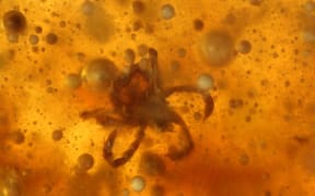 A small mite in amber that is filled with tiny air bubbles.