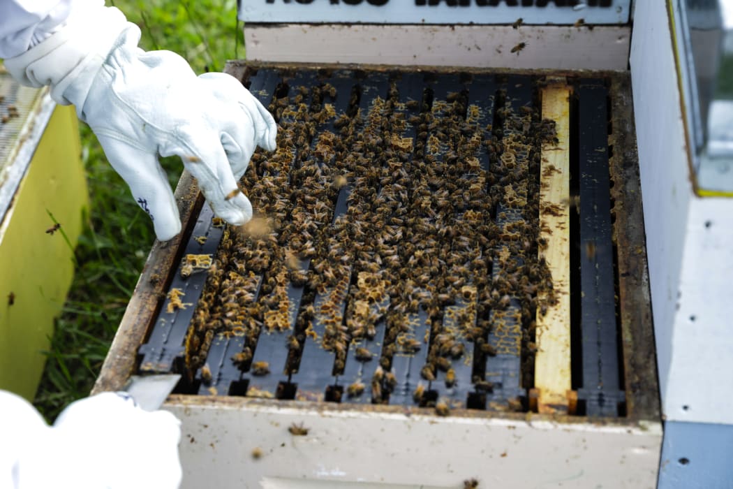 Beekeping at Island Bay Marae.