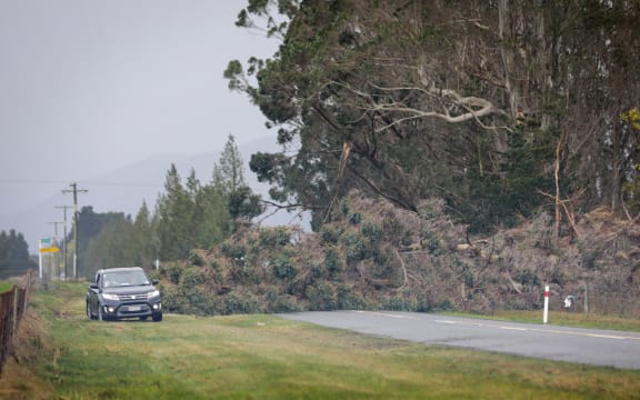 Trees down after gales at Birch Hill Rd, Glentui, Canterbury.