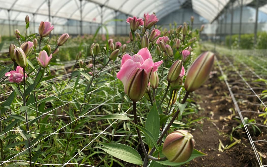 Ideally, flowers are picked before they start to bloom but covid is still impacting staff.