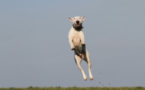 dog leaping