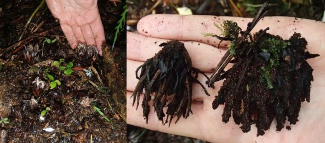 Just the top of a large underground Dactylanthus tuber is visible (left), and it is surrounded by a ring of brown flowers, some of which are just past their best. The seed heads, at right, are from the previous season and are covered in thousands of seeds.