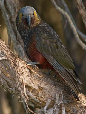 The kaka population at Orokonui Ecosanctuary began with a few captive-reared birds, and now includes wild bred birds, such as this one, which was the sanctuary's first wild kaka chick.