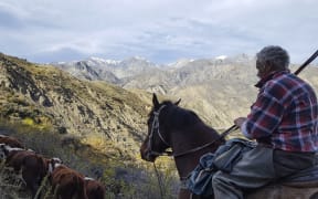 The musters oldest team member, Rick Denton, mustering cattle on Muzzle Station.
