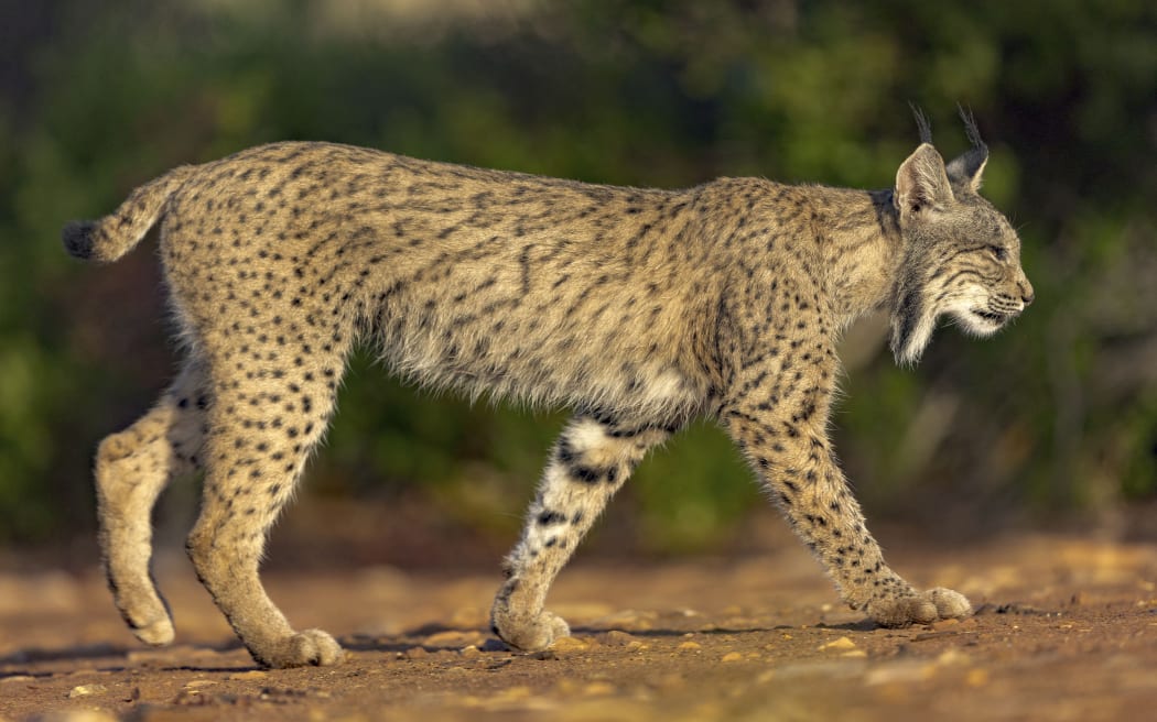 Spain, Province of Castilla-La Mancha, private property, Iberian Lynx or Spanish Lynx or Lynx pardelle (Lynx pardinus), walking (Photo by CORDIER Sylvain / hemis.fr / hemis.fr / Hemis via AFP)