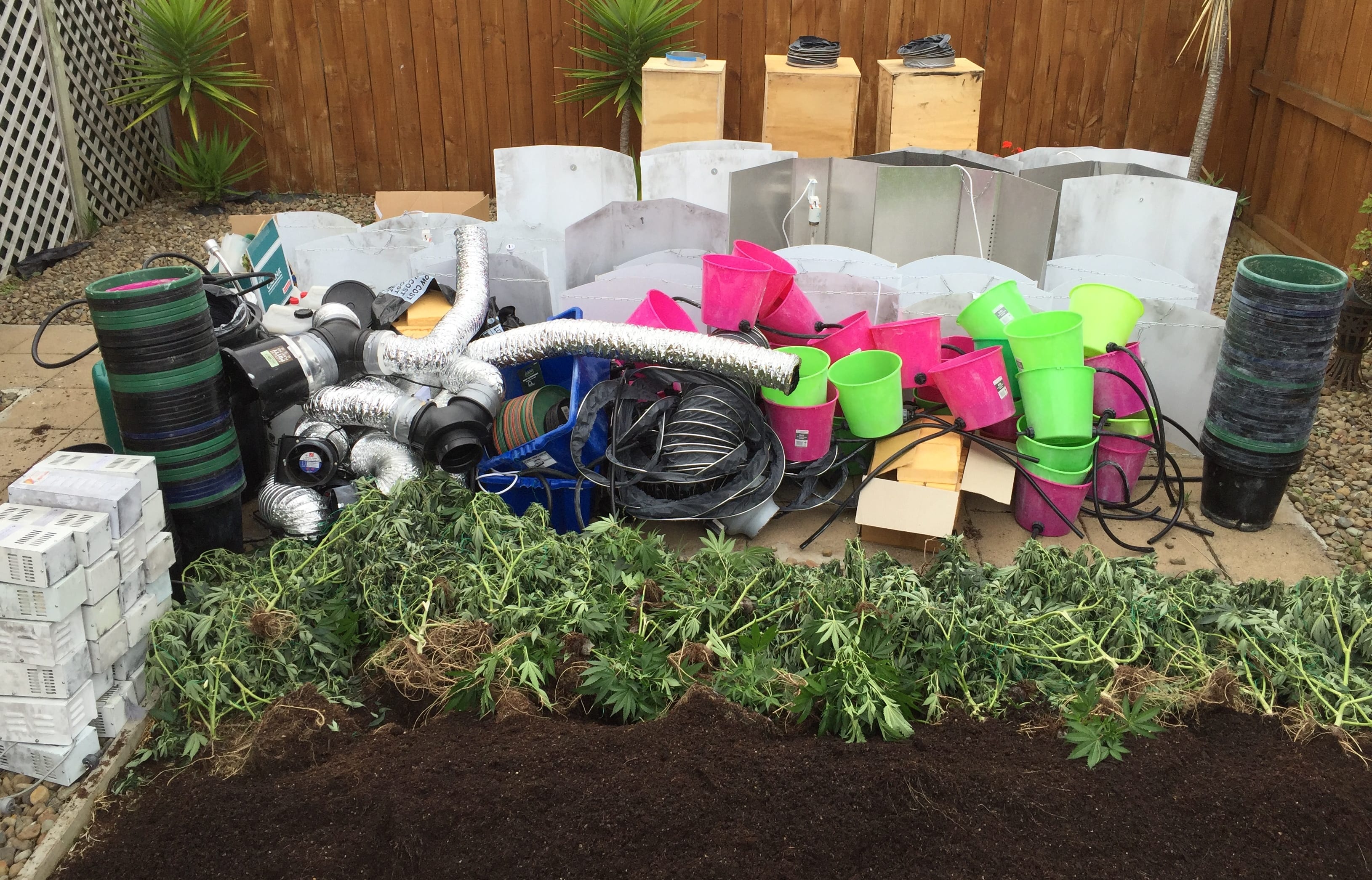 Auckland police discovered six houses with cannabis-growing equipment and 60-80 plants each.
