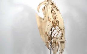 King Penguin, photo courtesy of Auckland Museum