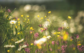 Turning lawn over to meadow brings abundant life to the garden.