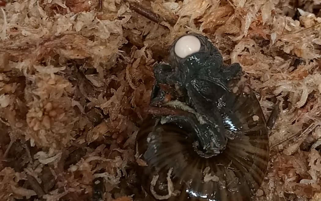 Powelliphanta augusta snails and eggs.