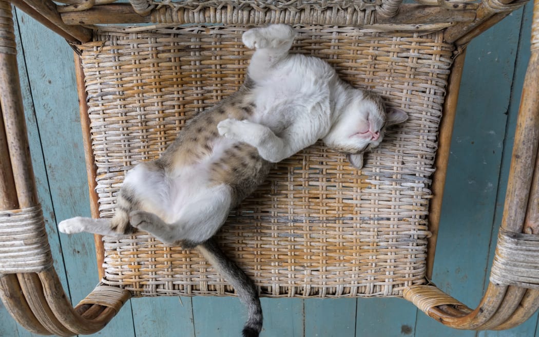cat sleeping on it's back on a wicker armchair