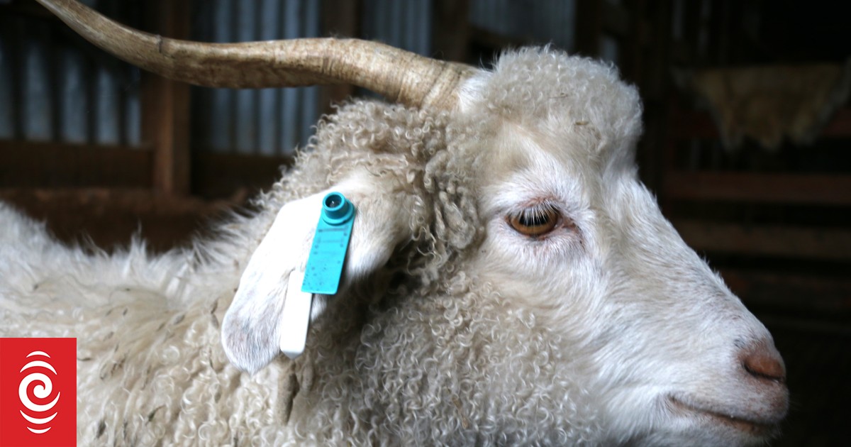 Cashmere goat farmer wants to reboot luxurious fibre industry | RNZ