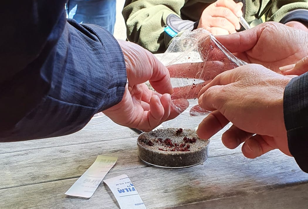 Many hands make light work, as Dactylanthus seeds are prepared for planting