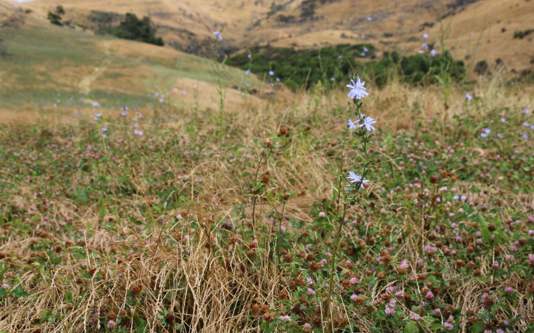 Ian Knowles has more than sheep and cattle on his North Canterbury farm