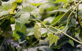 Hop cones for making beer and bread.