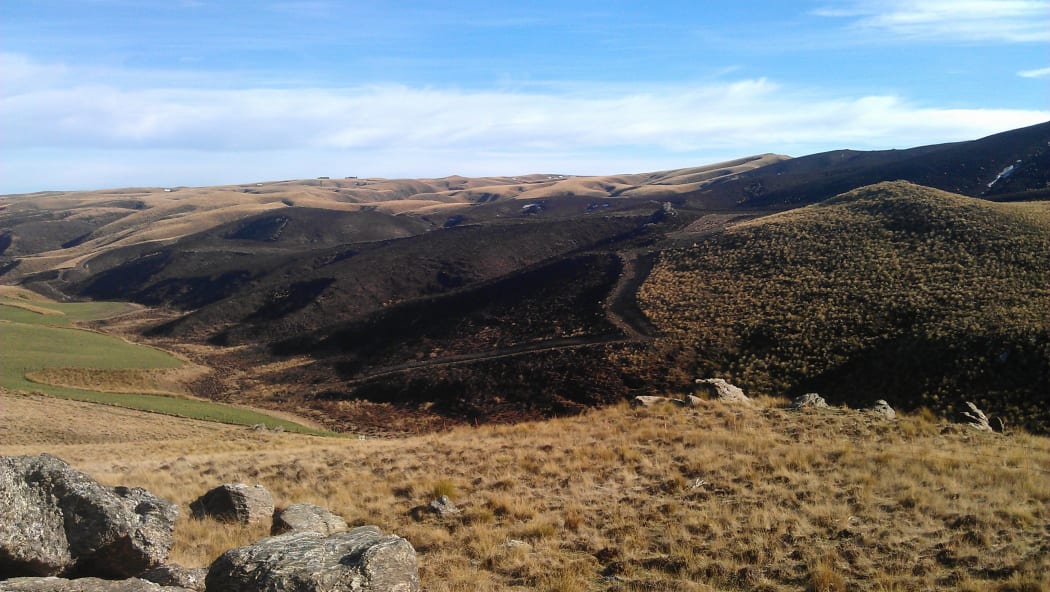 Burned tussock for the plantation next to Te Papanui Conservation Park.