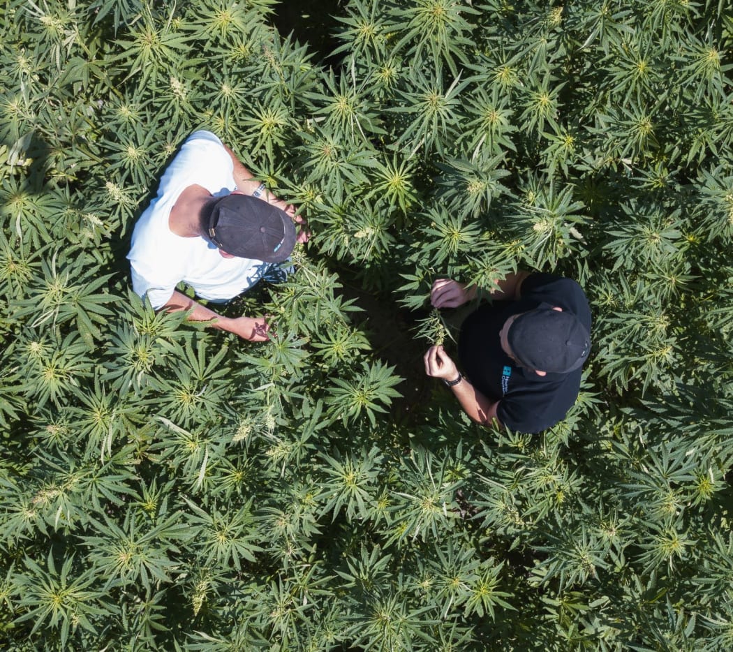 Hemp Connect founders inspect the company's first crop in Fordell, Whanganui.