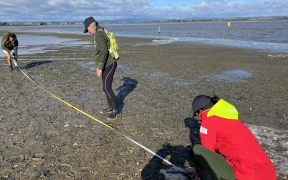 Field work includes measuring up the area where a core sample is taken to check the size of tuangi.