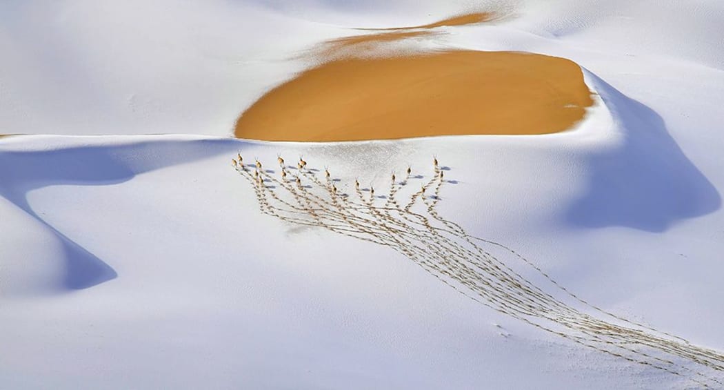 Snow-plateau nomads by Shangzhen Fan, China, 2019 Wildlife Photographer of the Year section winner.