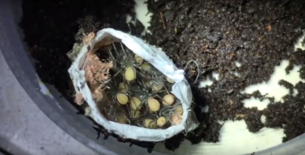 A NSW resident brought a sac of baby funnel web spiders to a local reptile park.