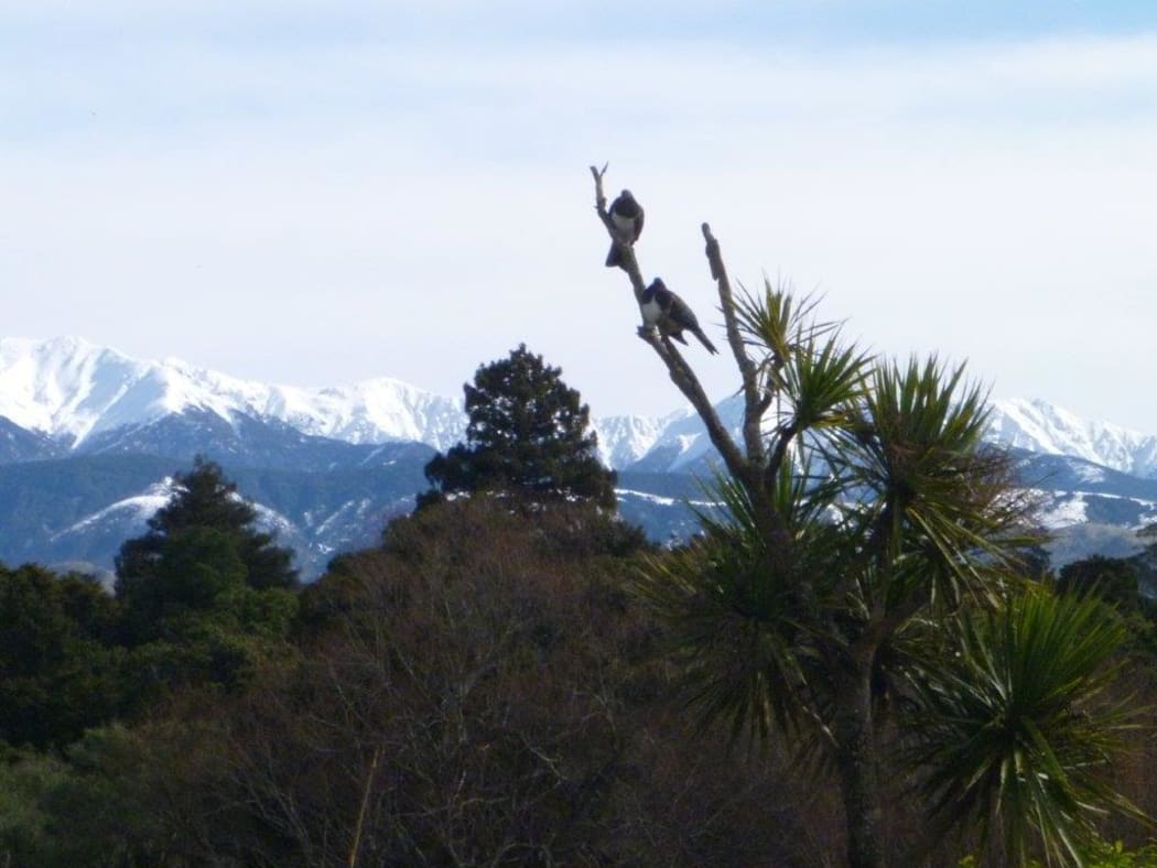 Snow on the Ruahine Ranges in Hawke's Bay.