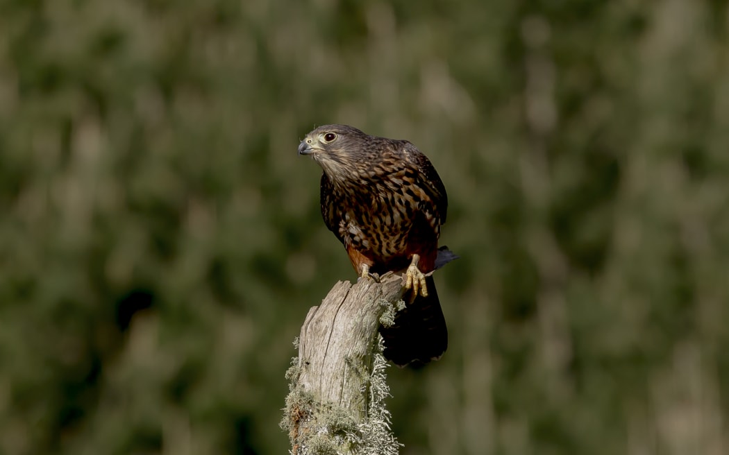 The New Zealand falcon, or kārearea.