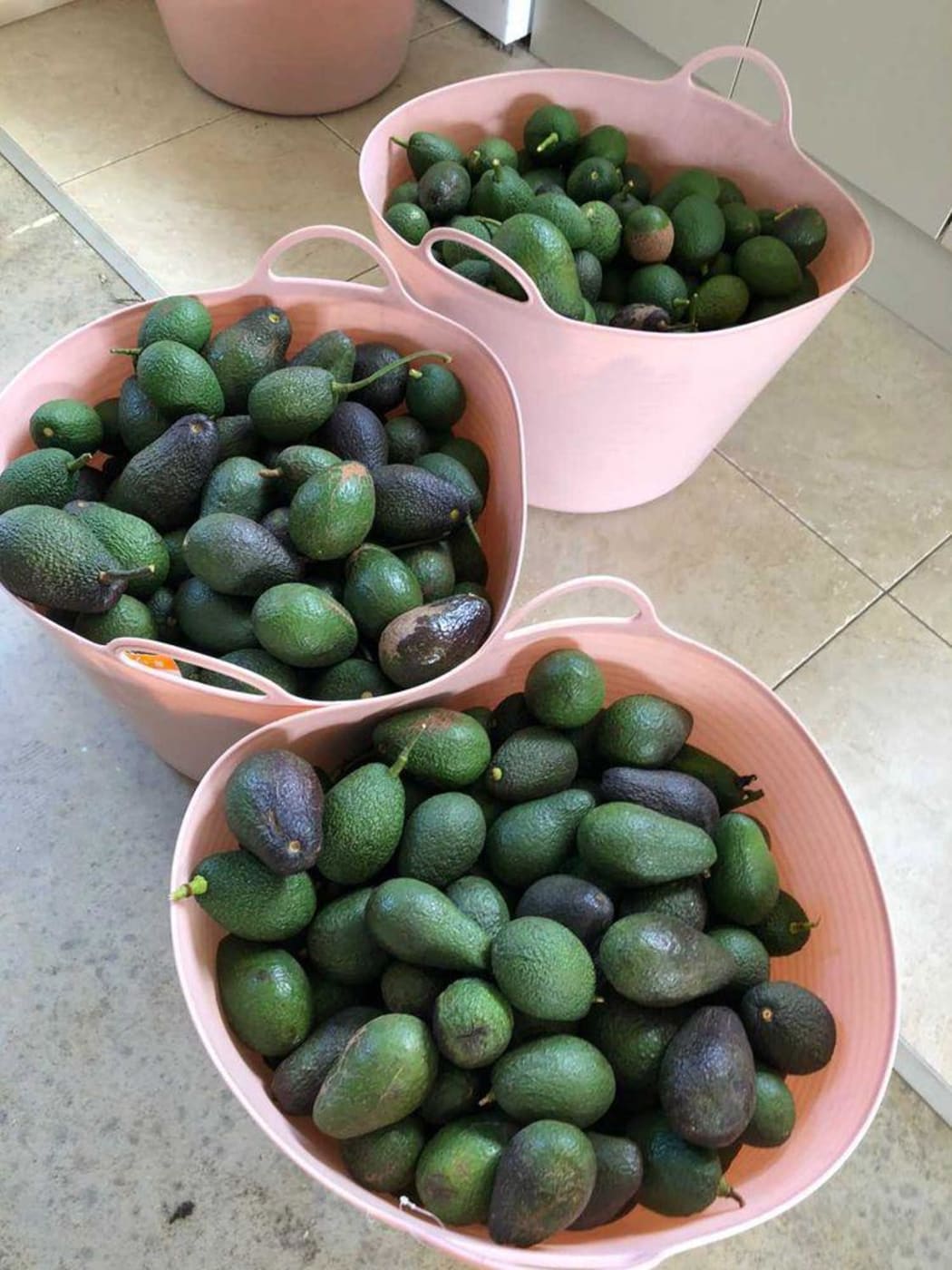 Avocado Rescue.