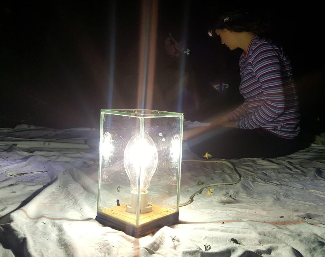 A moth trap involves a white sheet and a bright ultraviolet light to attract moths.