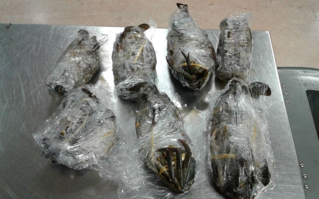 The crabs had been bought in a market in Samoa and the passenger declared them on arrival at Auckland Airport.