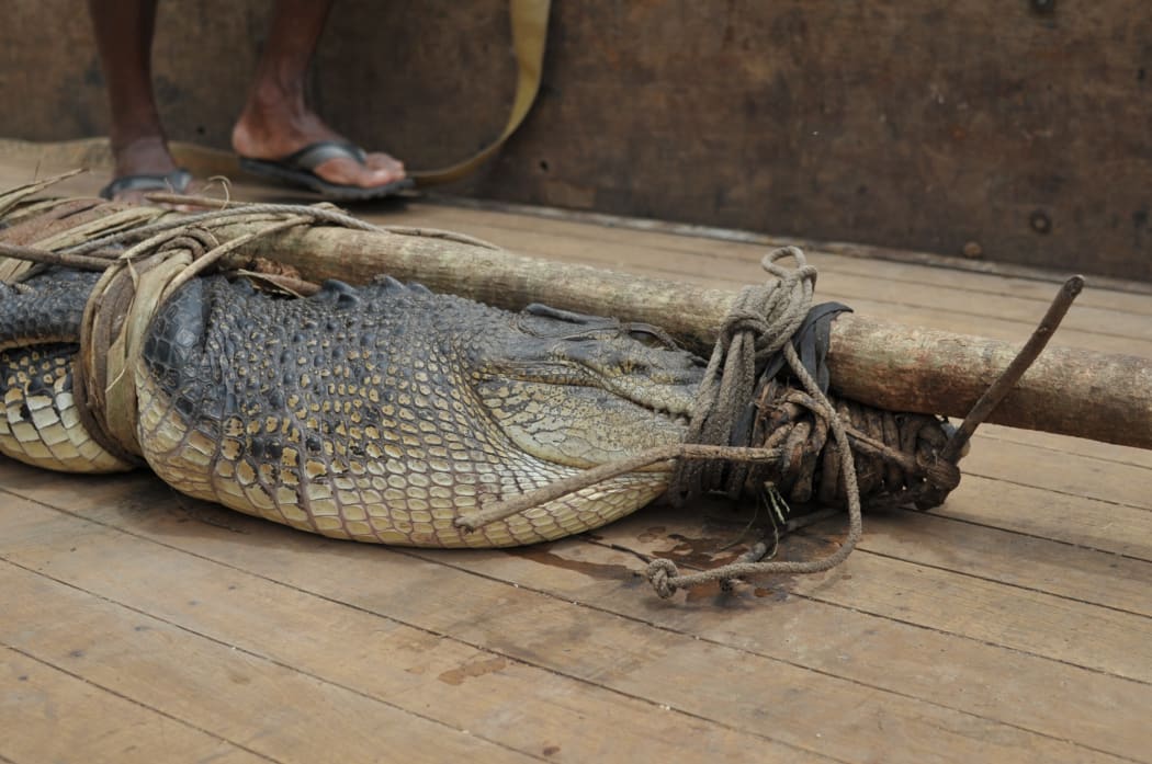 A saltwater crocodile caught in Solomon Islands. 23/11/2010