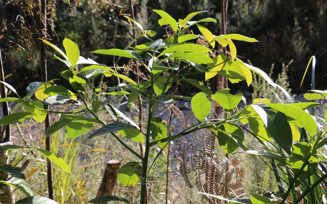 West Coast Agroforestry