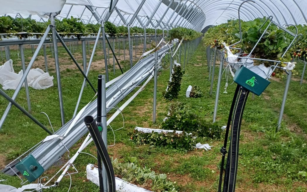 Twisted steel and roofless berry tunnels following the storms.