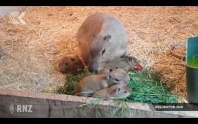 'Astoundingly' cute Capybara babies result of zoo's match making